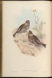 Montifringilla brunneinucha = Leucosticte brunneinucha = Leucosticte arctoa brunneinucha